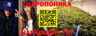 сатива Гай