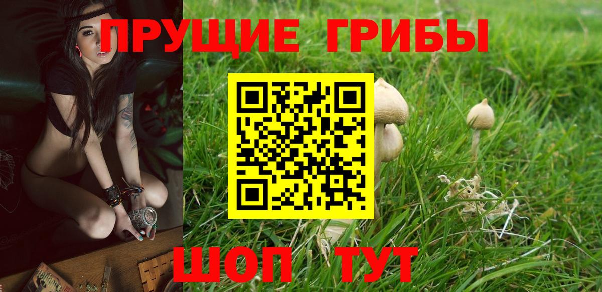 Псилоцибиновые грибы прущие грибы  Псилоцибиновые грибы GOLDEN TEACHER  Вход с VPN  Карачаевск 